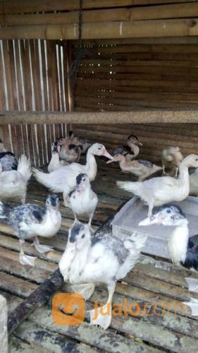 Bebek Entok Mentok Dod Doe Mandila Manila