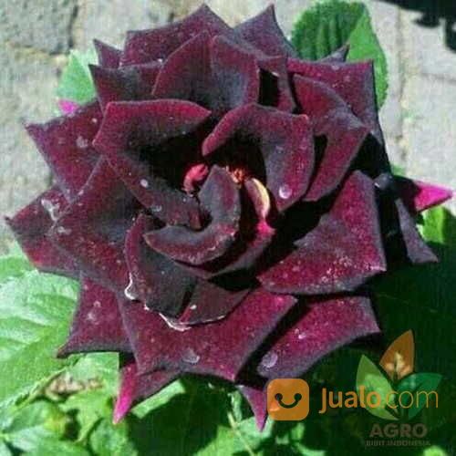 Mawar Hitam/Merah Maroon
