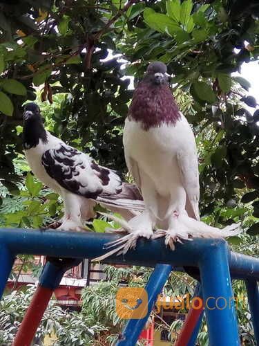 Merpati PUTIH Jenis King Dan Merpati Gondok Hanna Pouter Sepasang Putih 250rb Hanna Sepasang 450rb.