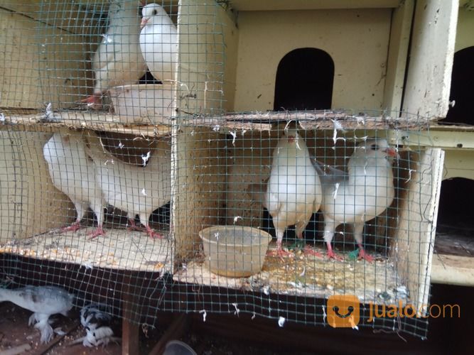 Merpati PUTIH Jenis King Dan Merpati Gondok Hanna Pouter Sepasang Putih 250rb Hanna Sepasang 450rb.