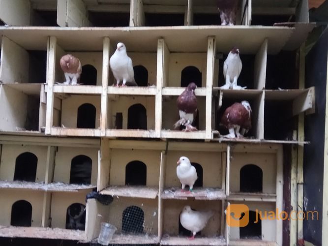 Merpati PUTIH Jenis King Dan Merpati Gondok Hanna Pouter Sepasang Putih 250rb Hanna Sepasang 450rb.