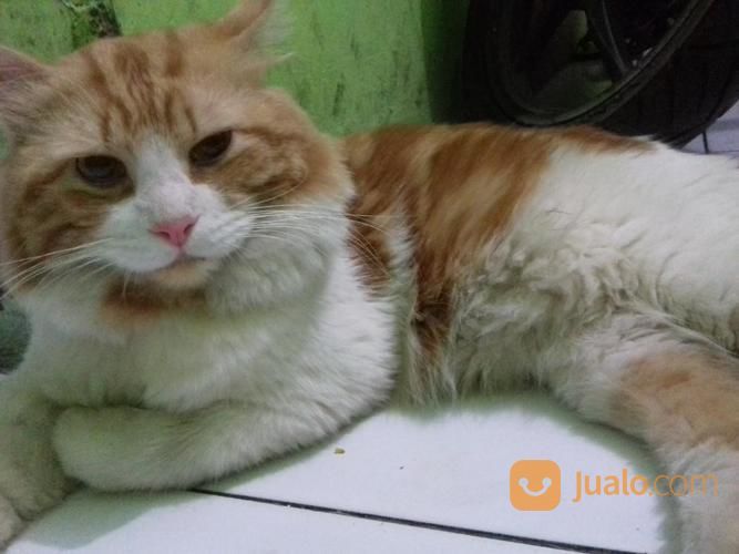 Kucing Persia Medium Bigbone Termurahn + Kandang
