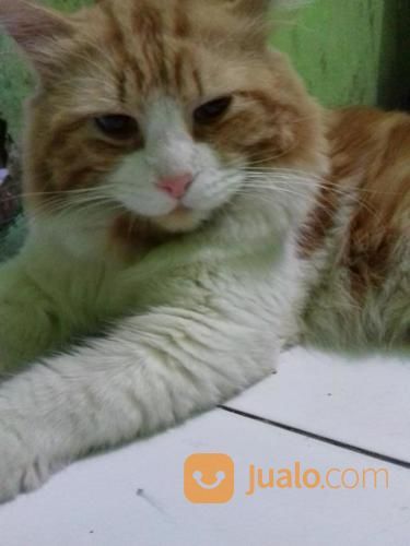 Kucing Persia Medium Bigbone Termurahn + Kandang