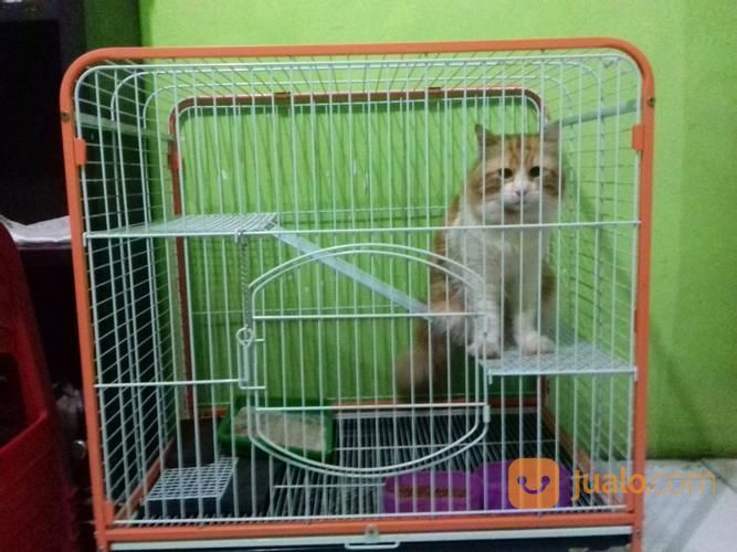 Kucing Persia Medium Bigbone Termurahn + Kandang