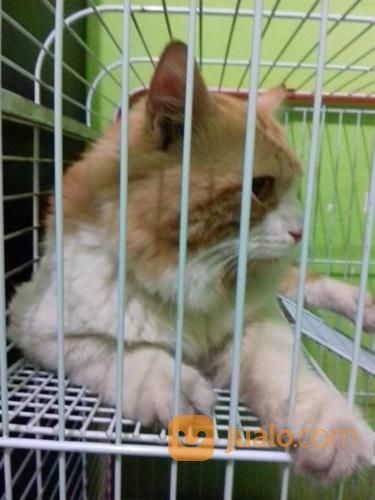 Kucing Persia Medium Bigbone Termurahn + Kandang