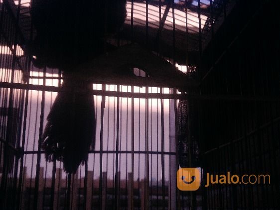 Burung Bubut Jantan Dewasa