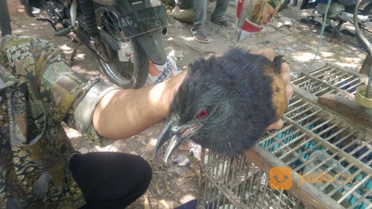 Burung Bubut Jantan Dewasa