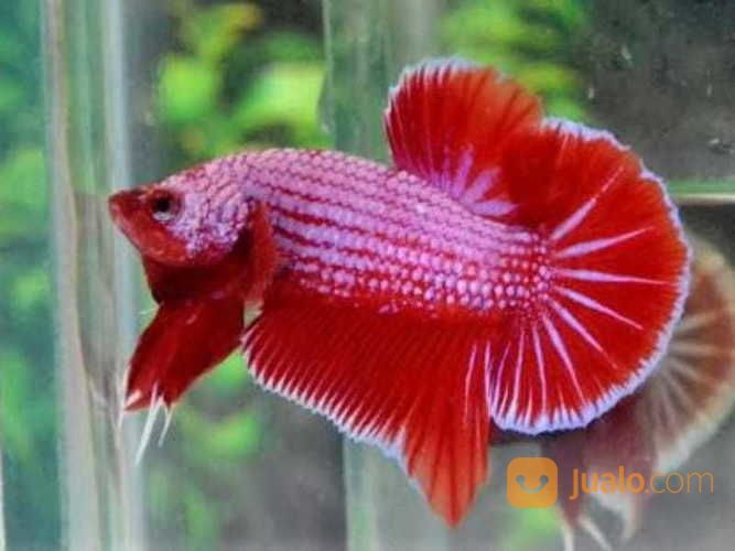 Ikan Cupang Plakat Kombinasi Murah Ecer Grosir