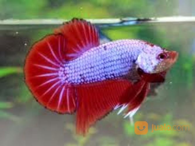 Ikan Cupang Plakat Kombinasi Murah Ecer Grosir