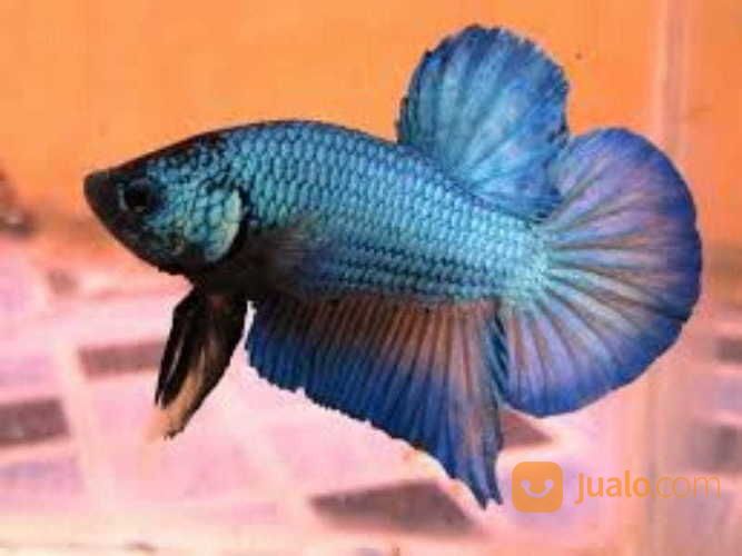 Ikan Cupang Plakat Kombinasi Murah Ecer Grosir