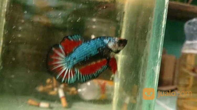 Ikan Cupang Plakat Kombinasi Murah Ecer Grosir