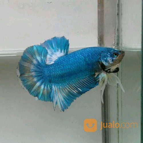 Ikan Cupang Plakat Kombinasi Murah Ecer Grosir