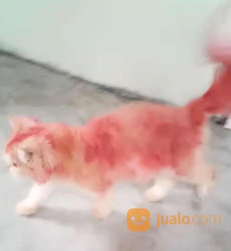 Lepas Adopsi Persia Betina 1,4jta,Minat Wa:082361544247