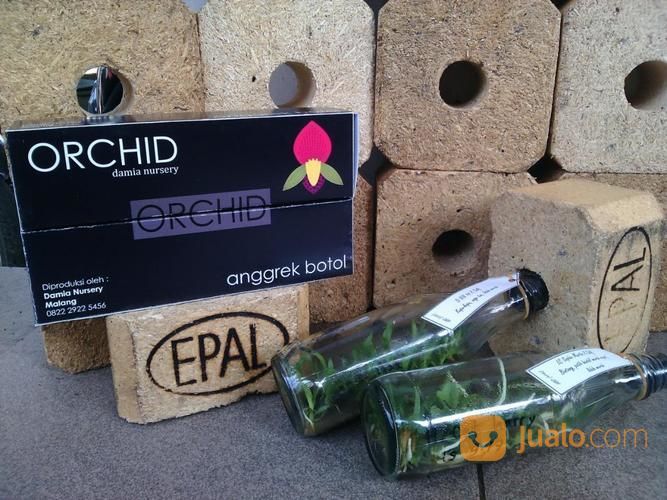 Bibit Anggrek Botol
