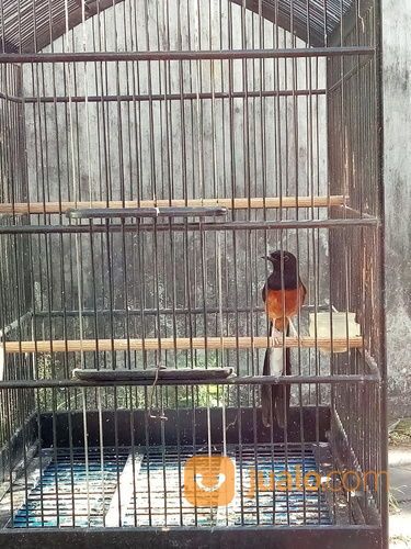 Sepasang Murai Batu Wt Ekor Panjang