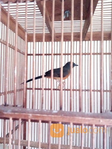 Sepasang Murai Batu Wt Ekor Panjang