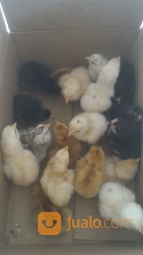 DOC AYAM KAMPUNG SUPER / JOPER