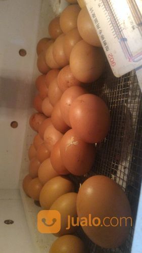 DOC AYAM KAMPUNG SUPER / JOPER