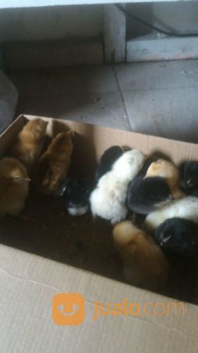 DOC AYAM KAMPUNG SUPER / JOPER