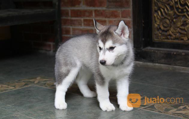 Anjing Siberian Husky