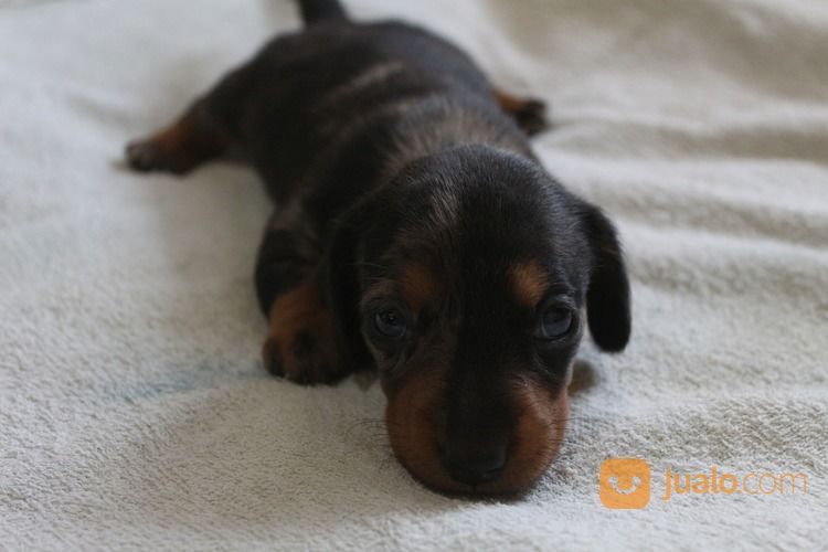 Anak Anjing Tekel Dapple Betina