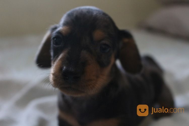 Anak Anjing Tekel Dapple Betina