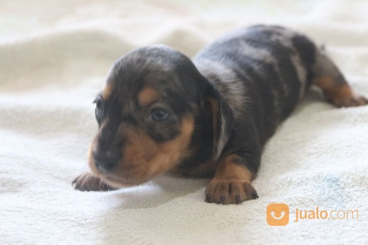 Anak Anjing Tekel Dapple Betina