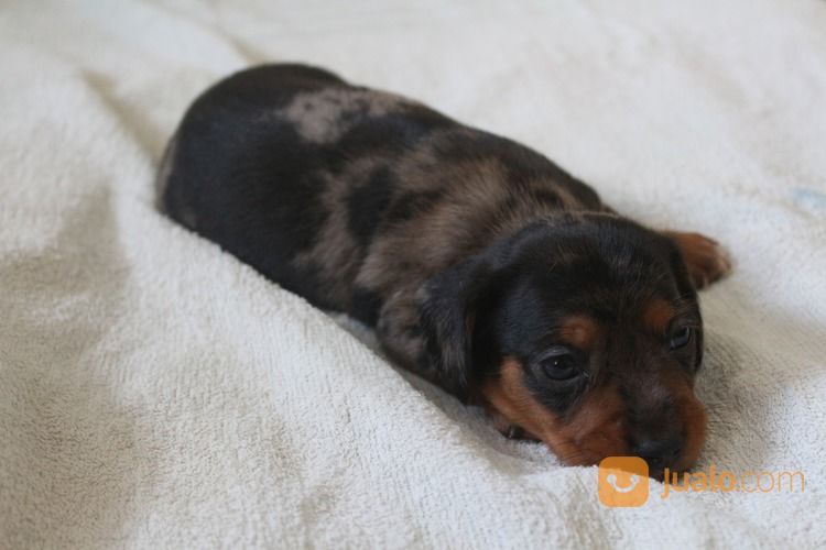 Anak Anjing Tekel Dapple Betina
