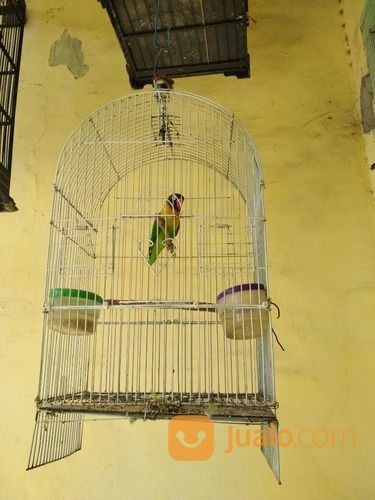 Lovebird Dakocan Hijau Jantan Sdh Ngekek