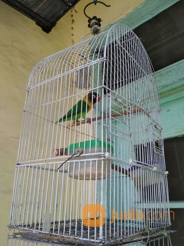 Lovebird Dakocan Hijau Jantan Sdh Ngekek