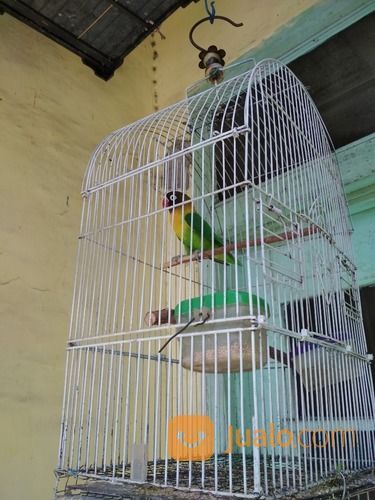Lovebird Dakocan Hijau Jantan Sdh Ngekek