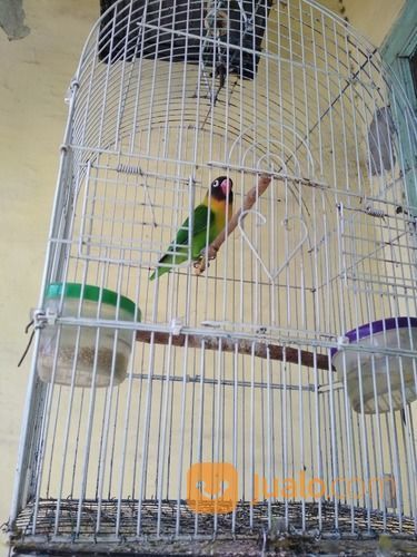 Lovebird Dakocan Hijau Jantan Sdh Ngekek