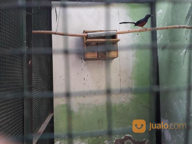 Burung Murai Batu, Cucak Rowo Dan Jalak Bali (Borongan)