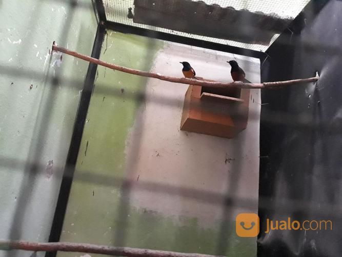 Burung Murai Batu, Cucak Rowo Dan Jalak Bali (Borongan)