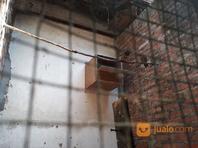 Burung Murai Batu, Cucak Rowo Dan Jalak Bali (Borongan)