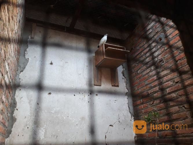 Burung Murai Batu, Cucak Rowo Dan Jalak Bali (Borongan)