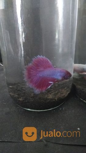 Ikan Cupang Hias Tipe Halfmoon Warna Ungu +Botol +Pasir Malang