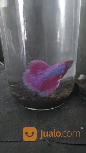 Ikan Cupang Hias Tipe Halfmoon Warna Ungu +Botol +Pasir Malang