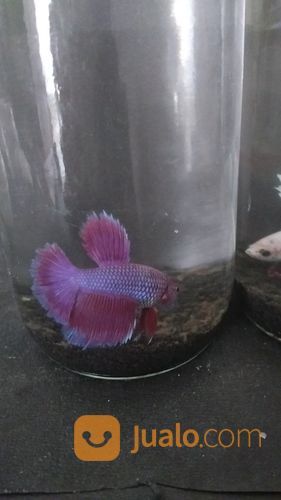 Ikan Cupang Hias Tipe Halfmoon Warna Ungu +Botol +Pasir Malang