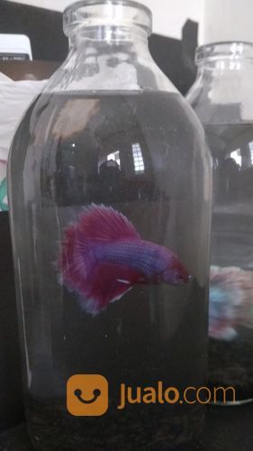 Ikan Cupang Hias Tipe Halfmoon Warna Ungu +Botol +Pasir Malang