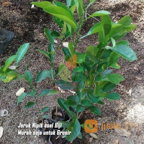 Bibit Jeruk Nipis