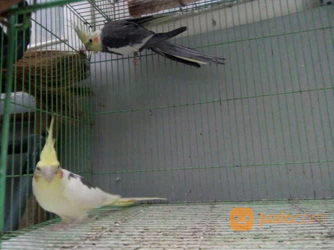 Cockatiel Jantan Indonesia Raya