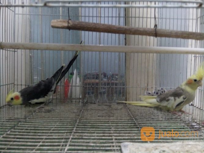 Cockatiel Jantan Indonesia Raya