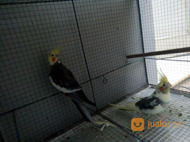Cockatiel Jantan Indonesia Raya