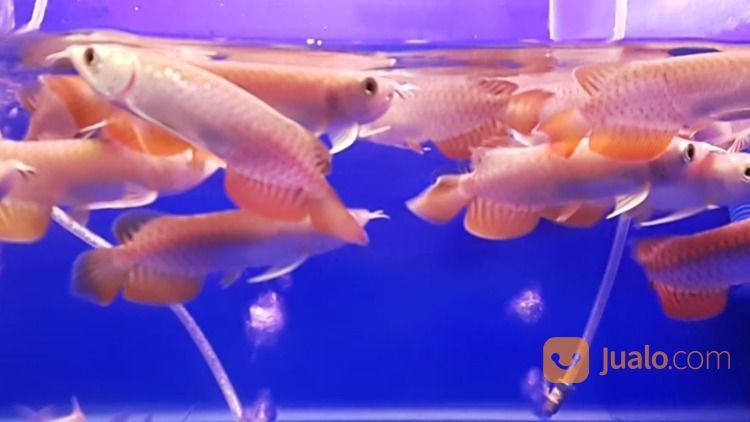 Arowana Arwana Dragon Fish Golden Red Silver Albino Banjar Red Super Red
