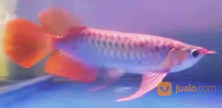 Arowana Arwana Dragon Fish Golden Red Silver Albino Banjar Red Super Red