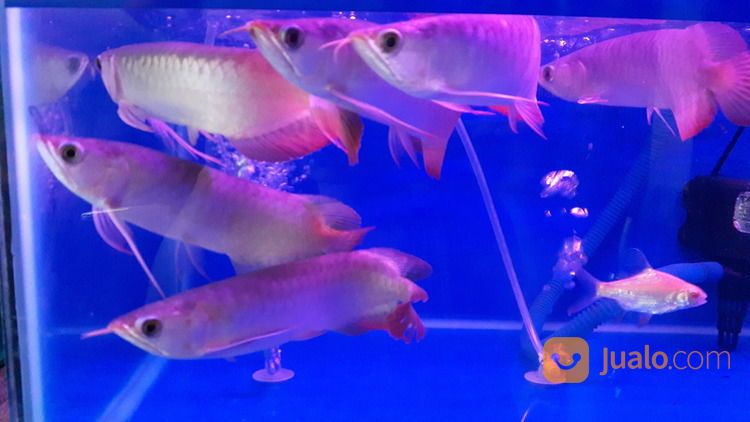 Arowana Arwana Dragon Fish Golden Red Silver Albino Banjar Red Super Red