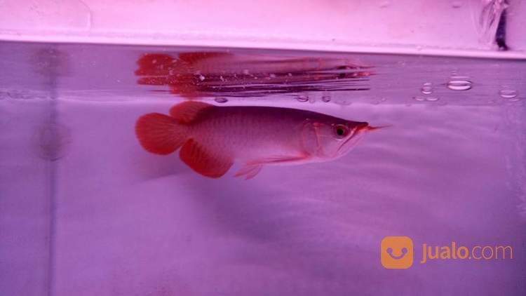 Arowana Arwana Dragon Fish Golden Red Silver Albino Banjar Red Super Red