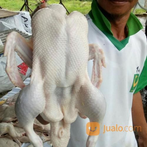 Bebek Peking Karkas 1kg - 2.6kg