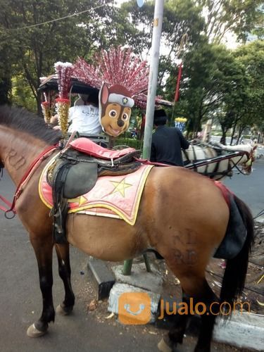 Sewa Kuda Jakarta